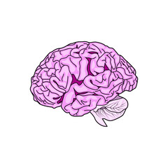 Detailed Human Brain ,vector  