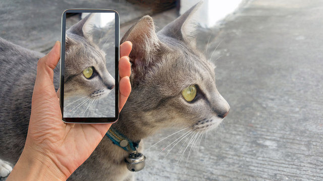 cat, cat on smart phone , take a photo of a cat smartphone 