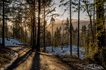 Morning Haze, Striped Peak Logging Road