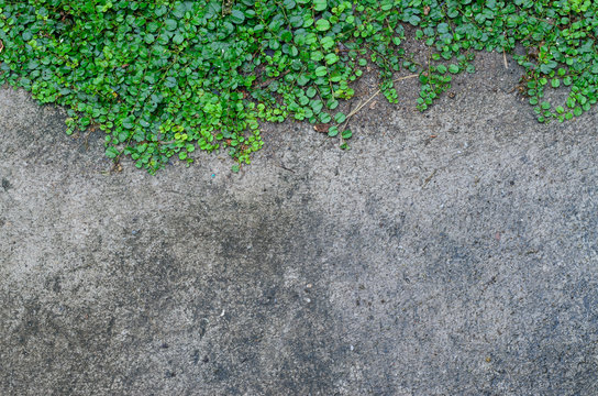 clump of grass grow up between the cement area my village © gexphos