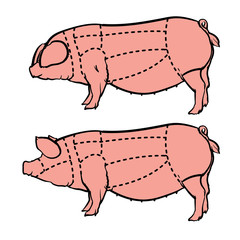 Cut of pig set, Butcher diagram drawing Vector illustration