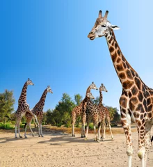Photo sur Plexiglas Girafe Portrait of a giraffe 