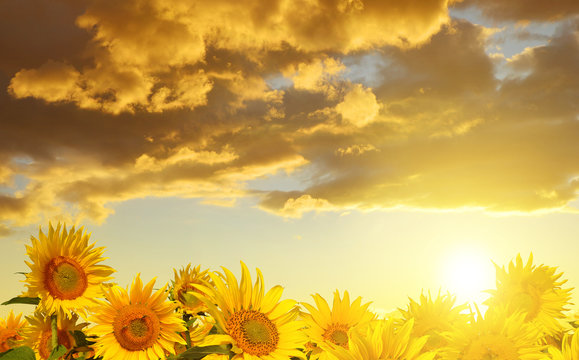 Beautiful sunflower on the field at sunset.