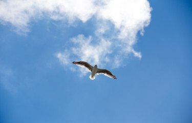 eine Möwe fliegt am blauen Himmel mit einzelnen Wolken