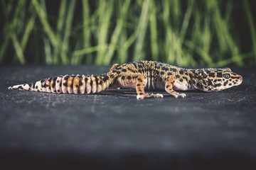 Gecko
