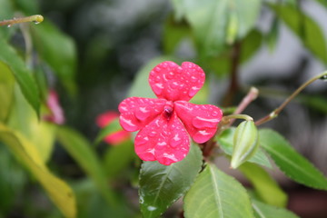 Cara en flor