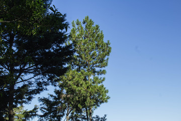 Obraz premium Árboles con el cielo a la derecha