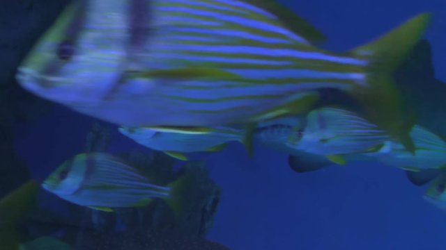 School of fish or group of yellow striped Atlantic porkfish, Anisotremus virginicus swim in the foreground then shark appears from blue background in aquarium