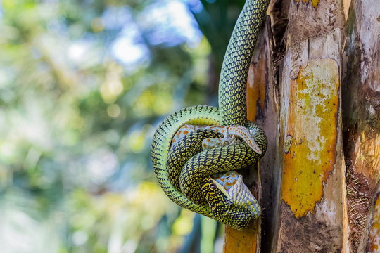 Snake eating gecko