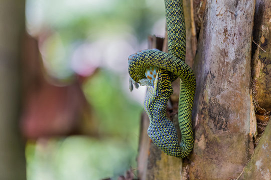 Snake eating gecko