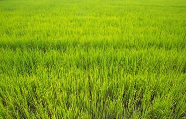 rice plant in rice field background