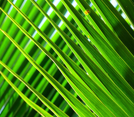 Palm tree branch against the light