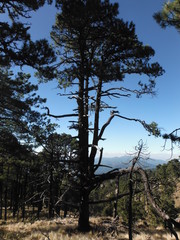 Árboles