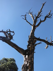 Árboles