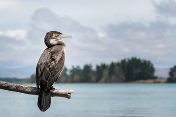 Native New Zealand bird - Pied shag