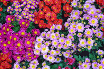 Chrysanthemum many colors