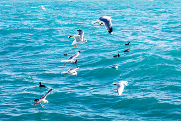 Seagulls fly over the sea on the background of the lighthouse an