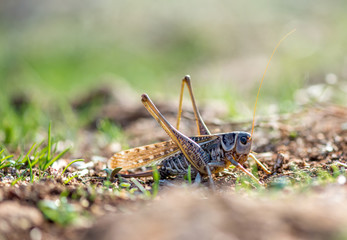 Gray grasshoper macro - selective focus, copy space