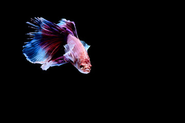 Obraz premium Siamese fighting fish background