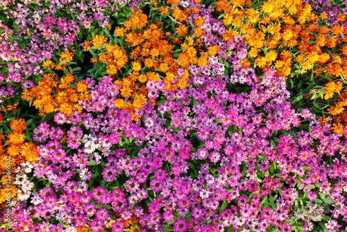 Flower Garden Top View , Flowers Healthy