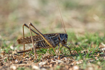 Gray grasshoper macro - selective focus, copy space