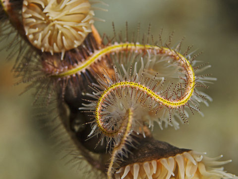 Brittle star detail, Schlangenstern Detail (Ophiothrix purpurea) 