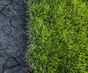 Natural green grass  and dirt close up