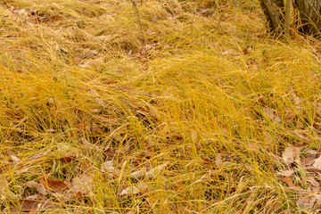 Fall Leaves Background