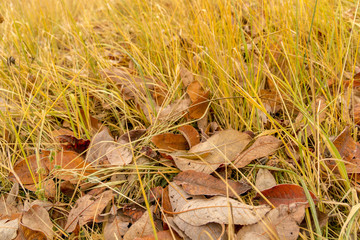Fall Leaves Background