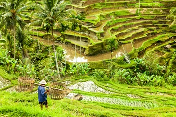 Foto auf Leinwand Bali Reisfelder Ubud Indonesien © sculpies