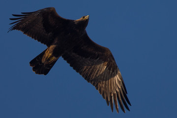Golden eagle in the wild, seen in  North California
