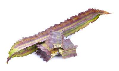 winged bean on white background