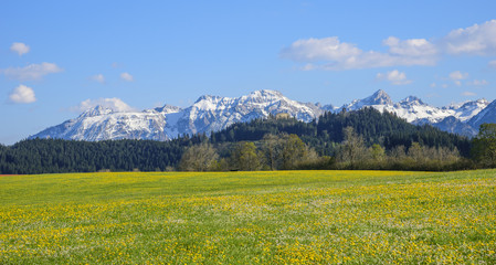 Frühlingswiese mit verschneiten Bergen am Alpenrand