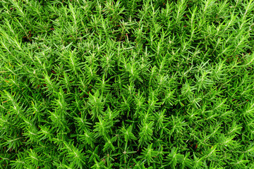 Texture of Green Plant