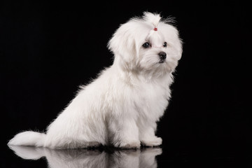 Maltese puppy isolated on the black background