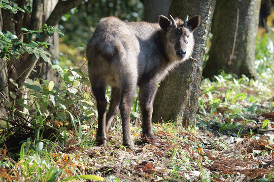 野生のニホンカモシカ