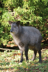 野生のニホンカモシカ