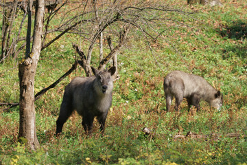 野生のニホンカモシカ