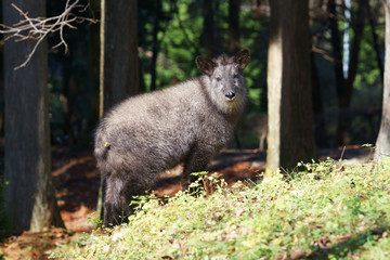 野生のニホンカモシカ