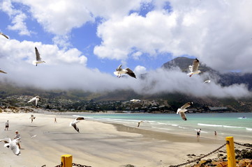 Seagulls over Houtbay