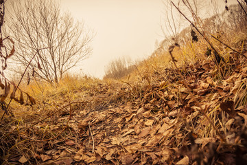 Fototapeta premium Trees in Autumn Park Filtered