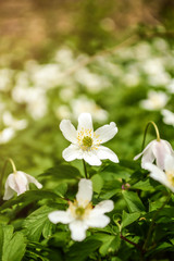 Obraz premium Anemone Nemorosa - Flowers