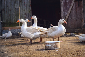 Ecological Village - Goose