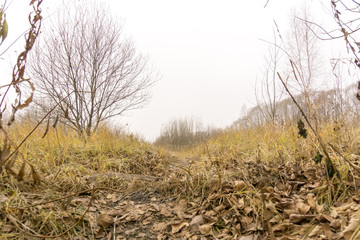 Trees in Autumn Park