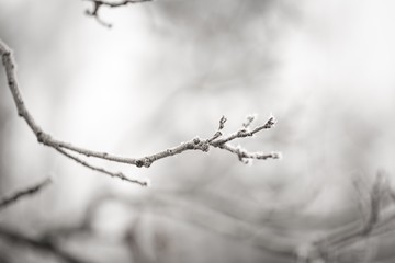 Tree twig with rime