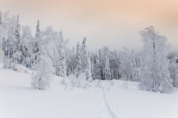 Winter Landscape with Ski trail in the coniferous frosty forest
