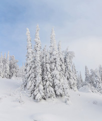 Winter Christmas landscape with snow fir trees covered with hoarfrost with blue sky