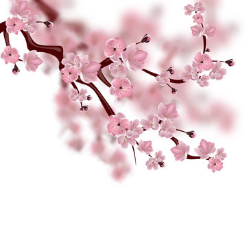 Japanese cherry tree. A branch of pink sakura blossom. Isolated on white background with shades. illustration
