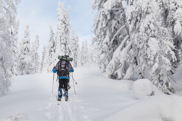 Fototapeta na wymiar Unrecognizable backcountry skier walking in a snowy forest with backpack