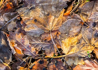 Fallen leaf macro.